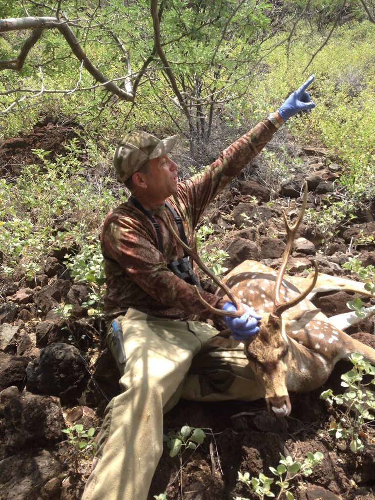 Lanai Hunting Axis Deer And Mouflon Ram Story by 2good2 Photobucket